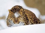 Леопарды живут на территории частного оленьего парка