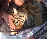 Охотники подобрали годовалого тигренка