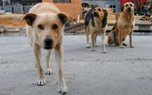 Бродячие собаки терроризируют Приморье