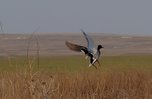 Охотничий сезон на селезней уток начинается в Приморье