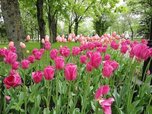 Уссурийск утонет в цветах