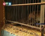Обитателей уссурийского зоопарка кормят красной рыбой