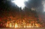 Разгорается Уссурийская тайга