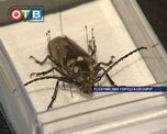 Ученые из Уссурийска выращивают реликтовых жуков в лабораториях