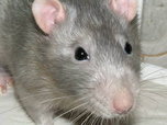 В детском саду №39 в Уссурийске завелись крысы