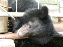 Гималайские медведи, опекаемые супругами Лещенко, остались зимовать в Дубовом Ключе