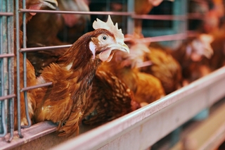 «Птицефабрика Уссурийская» поддерживает местных производителей в Приморье