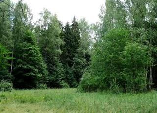 Прокурор обязал администрацию УГО провести лесоустройство