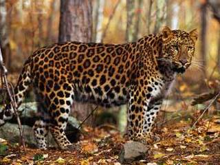 Леопардов и тигров из зоопарков будут выпускать на волю в Приморье