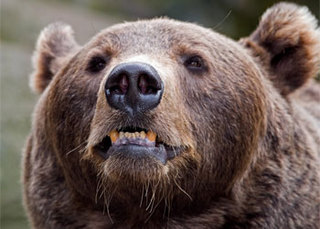 Медведь замечен в городской черте Уссурийска