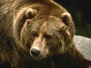 100-килограммового медведя застрелили в городской черте Уссурийска