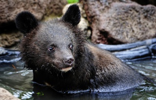 Двух гималайских медведей, спасенных в Приморском крае, доставят в Ленобласть