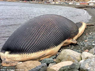 Взрывоопасный кит пугает жителей канадского городка