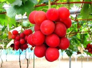 Виноград сорта «Рубиновый римский» – 4 000 долларов