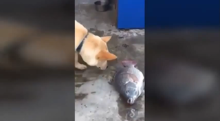 Собака попыталась спасти рыбу