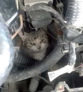 Любопытная кошка неделю изучала двигатель автомобиля