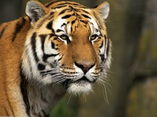 Кости амурского тигра нашли в квартире жителя Уссурийска