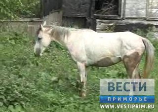 Жители сразу нескольких сел под Уссурийском страдают от нашествия неуправляемого стада лошадей