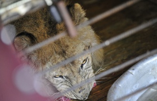 Спасенный из затопленного зоопарка лев переехал из тесной клетки в просторный вольер