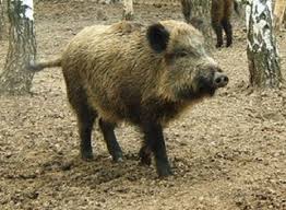 В Уссурийске подозревают два новых случая классической чумы свиней