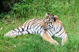 Тигр, который вышел к людям под Уссурийском, опасности не представляет – охотнадзор