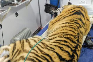 Конфликтного тигра отловили в Уссурийском районе