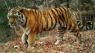 Умер старейший в Приморье тигр Тихон, утащивший собак у пограничников