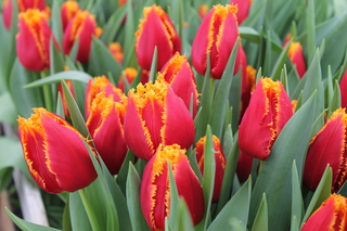 В Уссурийске скоро зацветут 25 тысяч тюльпанов