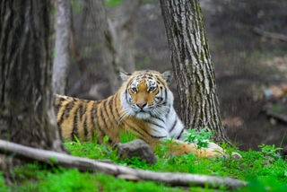 Встреча с тигром в лесу закончилась госпитализацией для охотника из Приморья