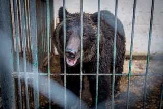 Судьбу спасенных медведей будут решать жители Уссурийска