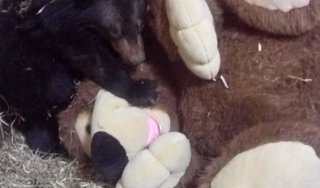 Спасенному медвежонку в Приморье подарили игрушку