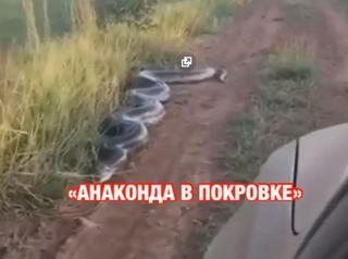 Видео с гигантской анакондой в Приморье напугало людей 