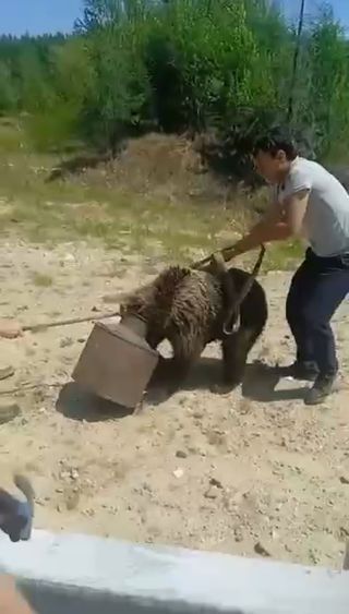 В Приморье местные жители спасли попавшего в беду медвежонка