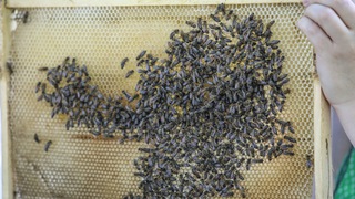 Лучшие пчеловоды Приморья приедут на праздник первого меда в Уссурийск