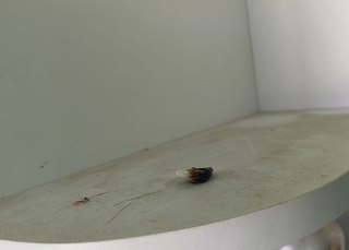 Возбуждено уголовное дело о незаконном сбыте наркотических средств в значительном размере