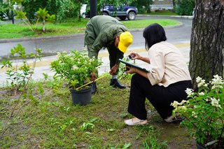 Новые растения появились на бульваре Плеханова