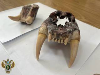 Иностранного гражданина обвиняют в незаконном приобретении, хранении и контрабанде частей амурского тигра