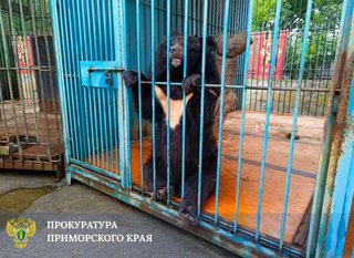 Медведей-людоедов из уссурийского зверинца хотят передать бизнесменам