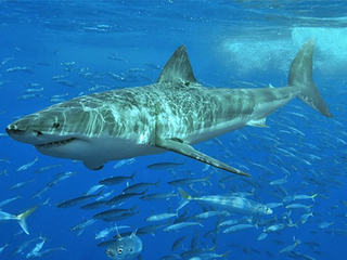 За акулой-людоедом охотятся экипажи девяти судов