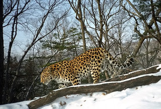 На территории заказника «Леопардовый» обнаружены останки дальневосточного леопарда 