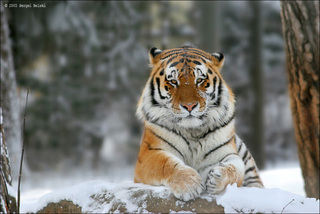 В Приморье завершен зимний мониторинг амурского тигра