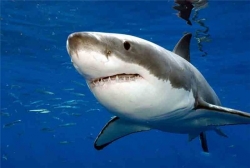 Приплывут ли акулы в Приморье этим летом?