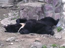 Десять медведей из частного питомника в селе Дубовый Ключ взяты под опеку природоохранной организацией